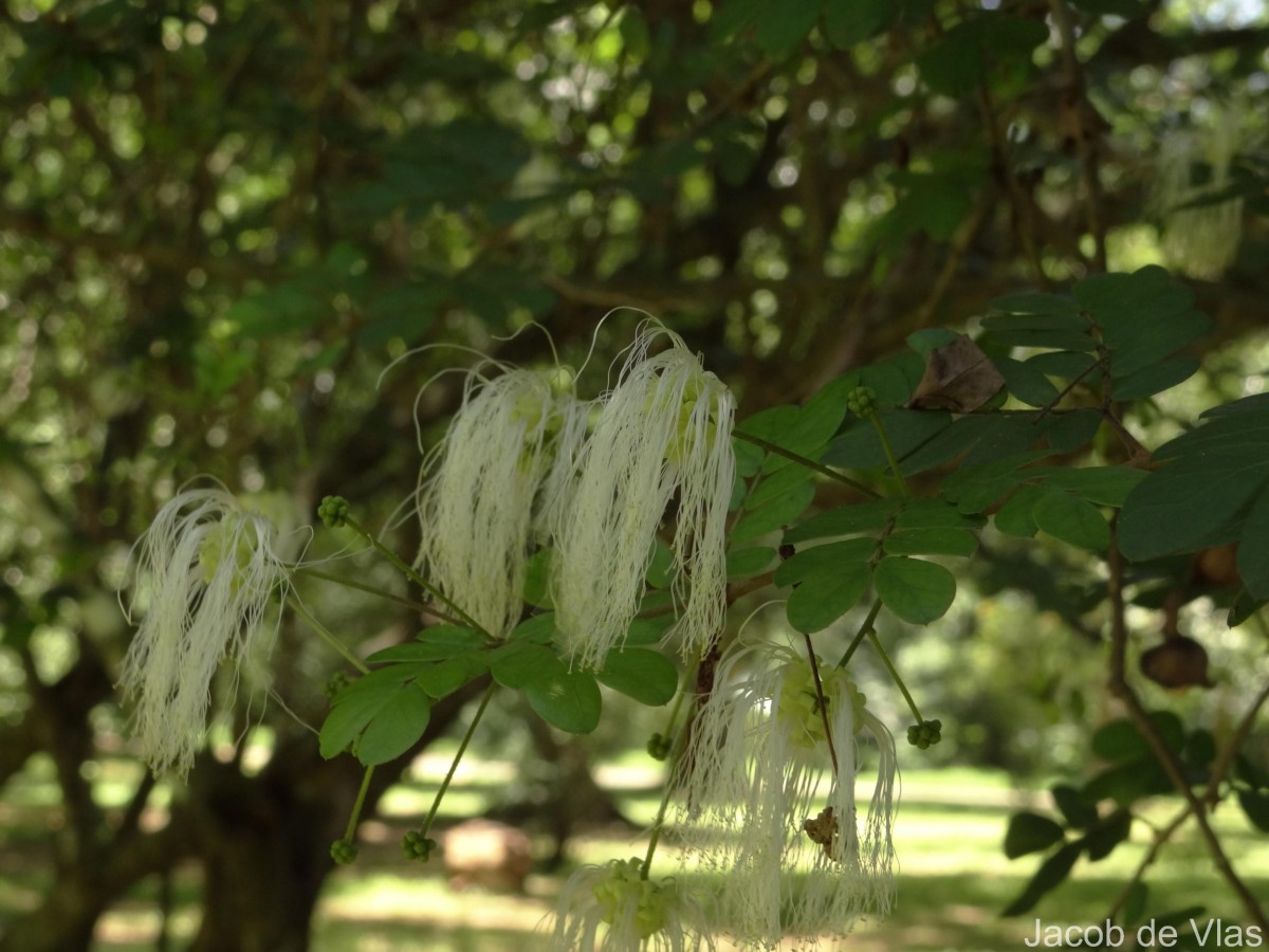 Thailentadopsis nitida (Vahl) G.P.Lewis & Schrire